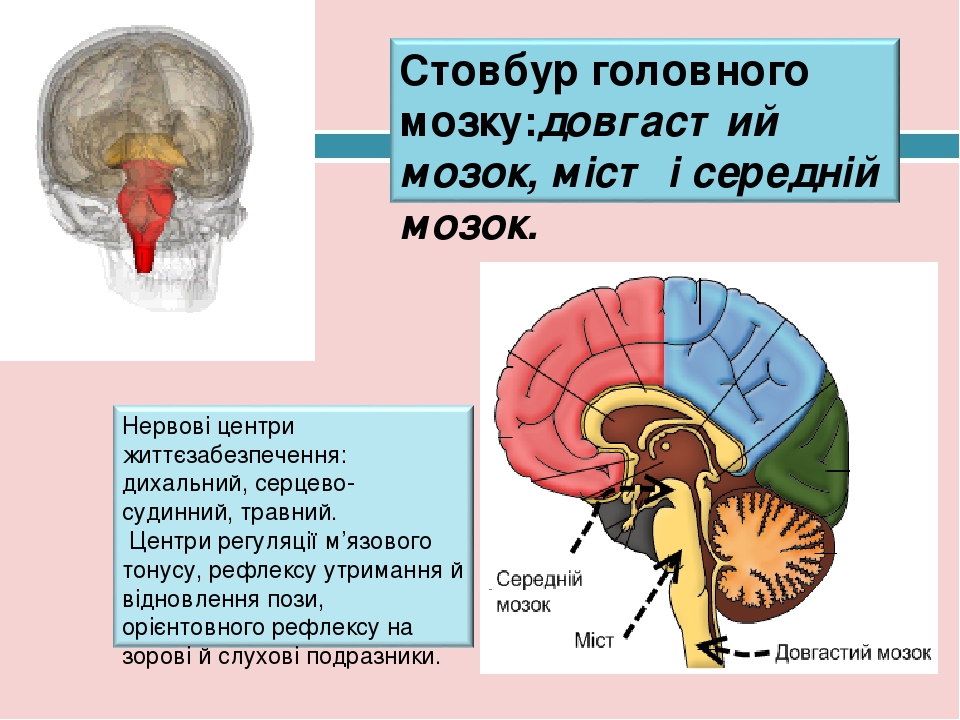 Сколько действует энцефалограмма головного мозга для медкомиссии на работу