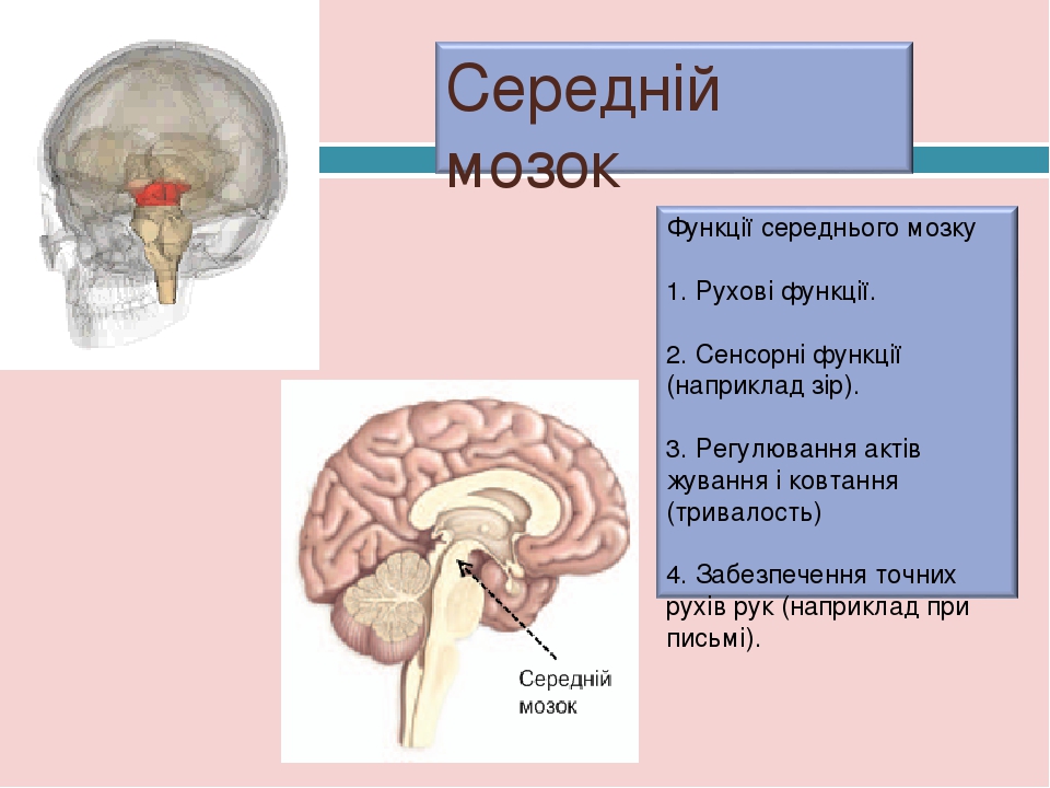 Будова і функції головного мозку