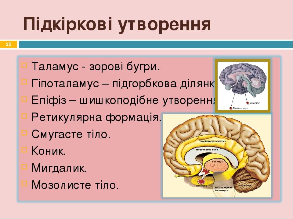 Підкіркові утворення *