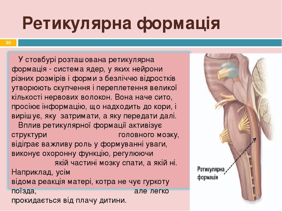 Ретикулярна формація *