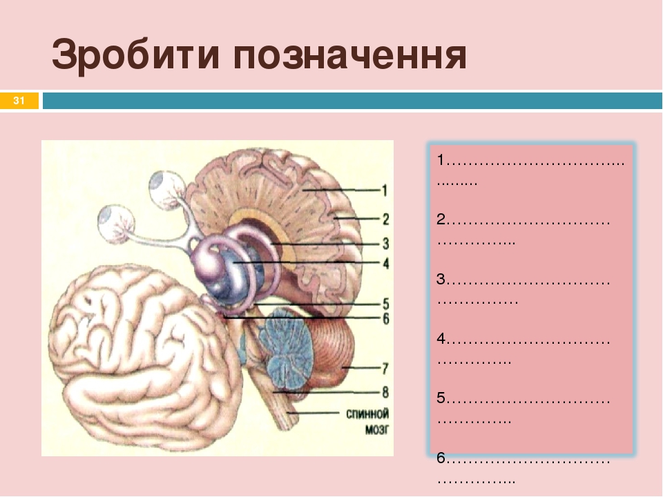 Будова і функції головного мозку