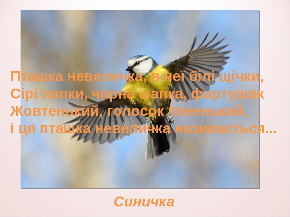 УРОК № 25 ПТАХИ В ПОЛЬОТІ