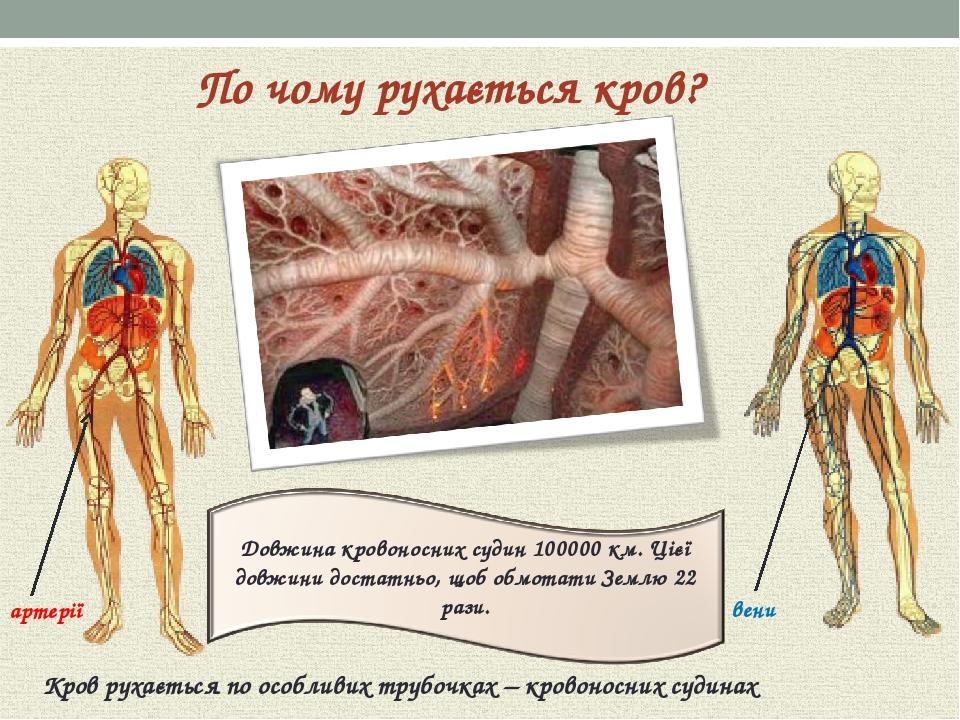 Кров рухається по особливих трубочках – кровоносних судинах артерії вени По чому рухається кров?