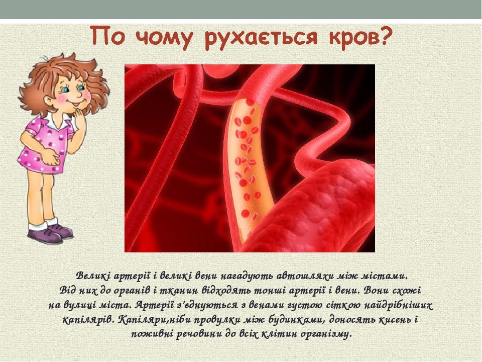 Великі артерії і великі вени нагадують автошляхи між містами. Від них до органів і тканин відходять тонші артерії і вени. Вони схожі на вулиці міст...