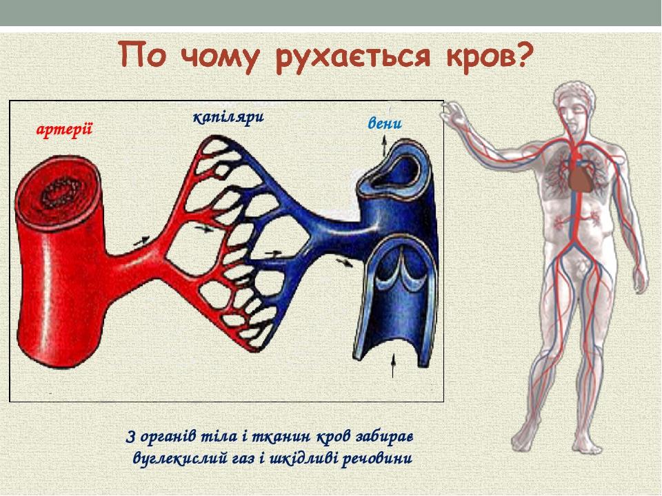 артерії капіляри вени З органів тіла і тканин кров забирає вуглекислий газ і шкідливі речовини
