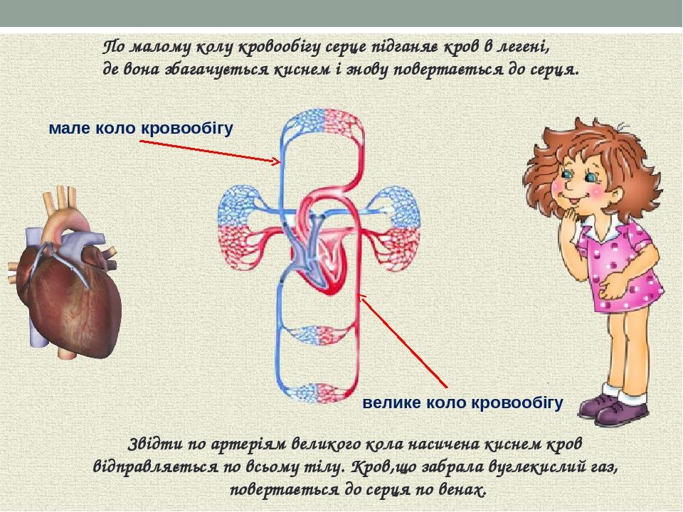 По малому колу кровообігу серце підганяє кров в легені, де вона збагачується киснем і знову повертається до серця. Звідти по артеріям великого кола...