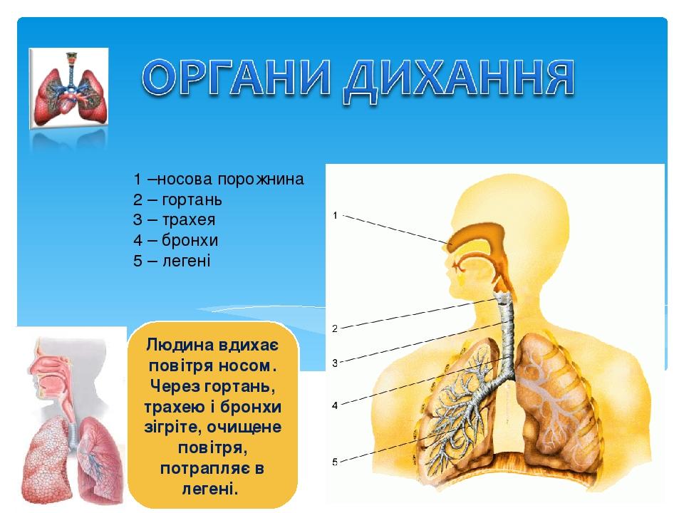 1 –носова порожнина 2 – гортань 3 – трахея 4 – бронхи 5 – легені Людина вдихає повітря носом. Через гортань, трахею і бронхи зігріте, очищене повіт...
