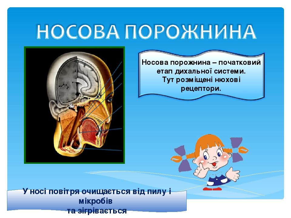 У носі повітря очищається від пилу і мікробів та зігрівається