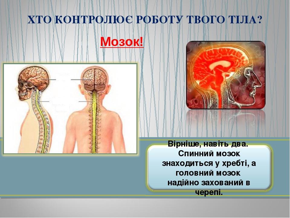 Мозок! головний мозок спинний мозок ХТО КОНТРОЛЮЄ РОБОТУ ТВОГО ТІЛА?