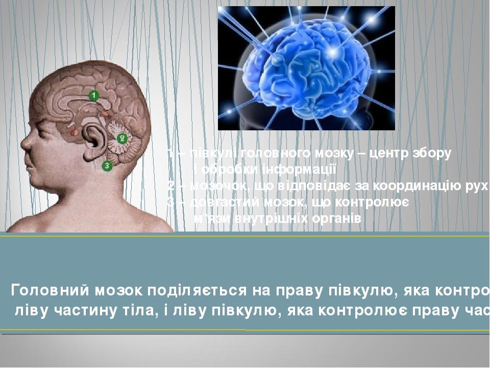 Головний мозок поділяється на праву півкулю, яка контролює ліву частину тіла, і ліву півкулю, яка контролює праву частину тіла. 1 – півкулі головно...
