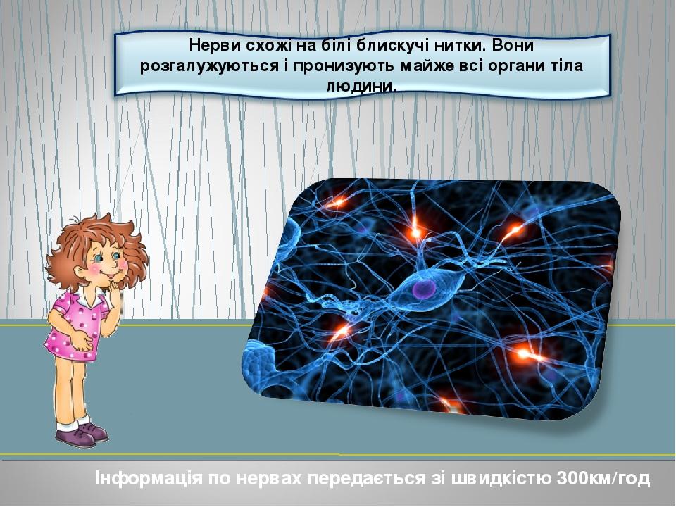 Інформація по нервах передається зі швидкістю 300км/год
