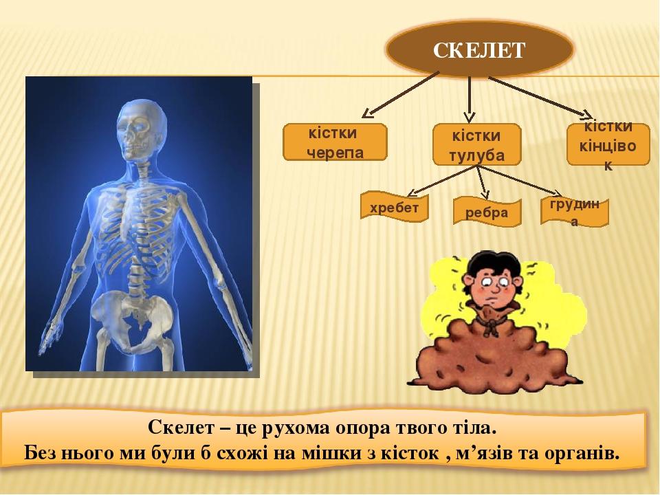 кістки черепа кістки тулуба кістки кінцівок хребет ребра грудина