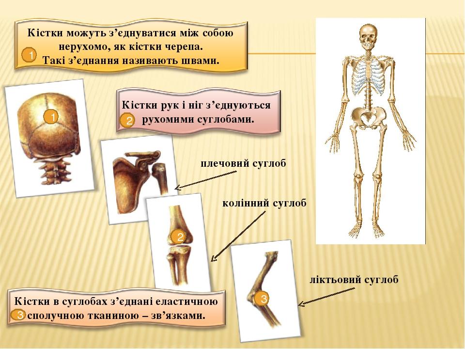 1 1 2 2 плечовий суглоб колінний суглоб 3 3 ліктьовий суглоб