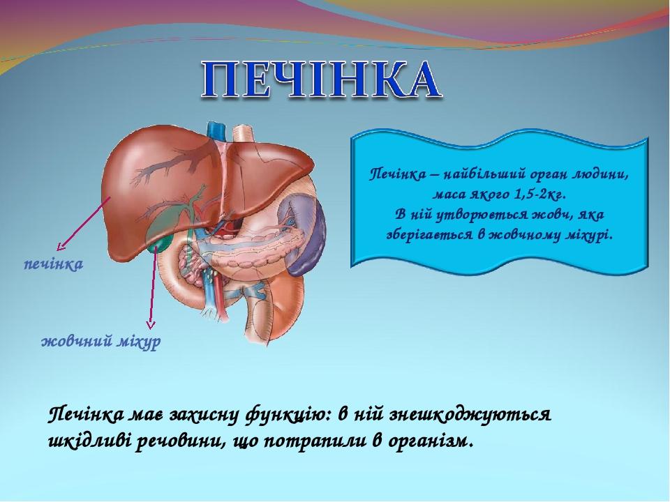 Печінка має захисну функцію: в ній знешкоджуються шкідливі речовини, що потрапили в організм. печінка жовчний міхур
