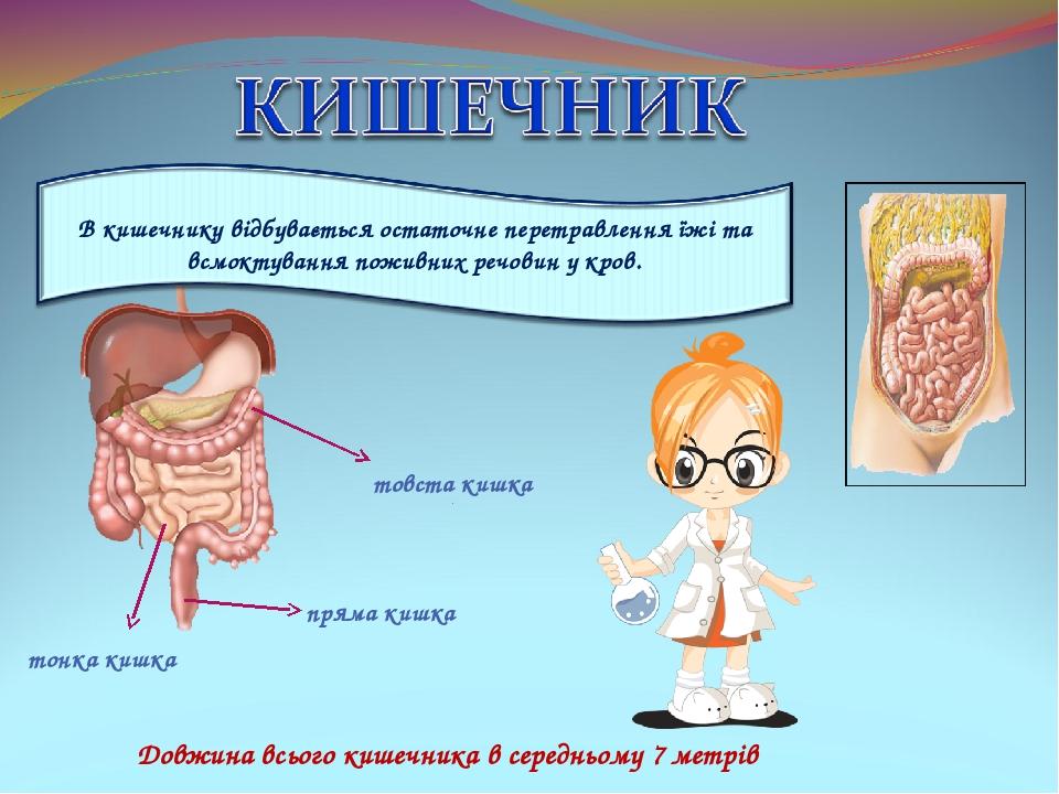товста кишка тонка кишка пряма кишка Довжина всього кишечника в середньому 7 метрів