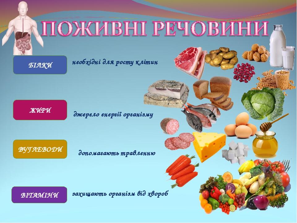 БІЛКИ необхідні для росту клітин ЖИРИ джерело енергії організму ВУГЛЕВОДИ ВІТАМІНИ захищають організм від хвороб допомагають травленню