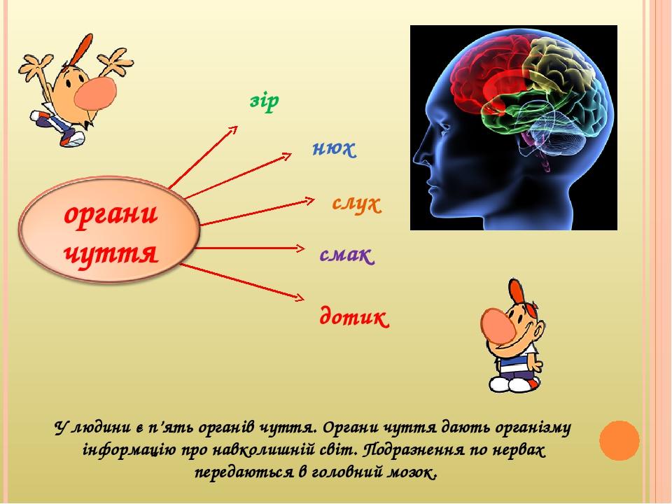 У людини є п’ять органів чуття. Органи чуття дають організму інформацію про навколишній світ. Подразнення по нервах передаються в головний мозок. з...
