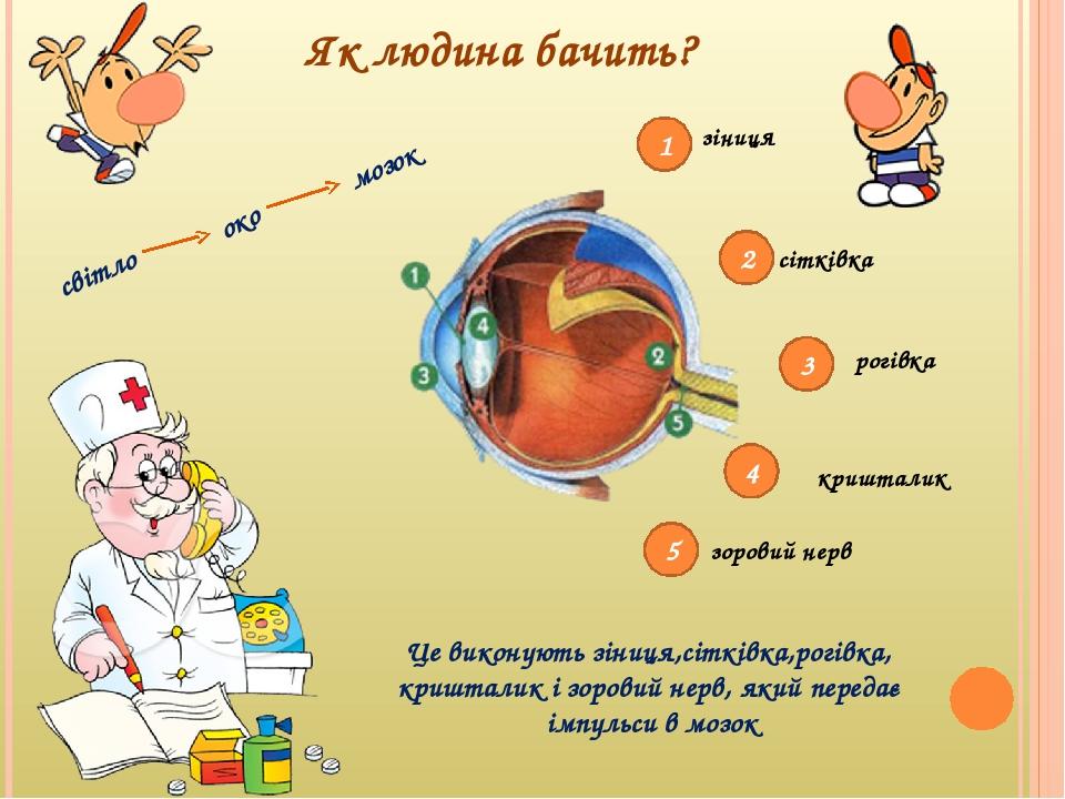 1 2 3 4 5 зіниця сітківка рогівка кришталик зоровий нерв Як людина бачить? світло око мозок Це виконують зіниця,сітківка,рогівка, кришталик і зоров...
