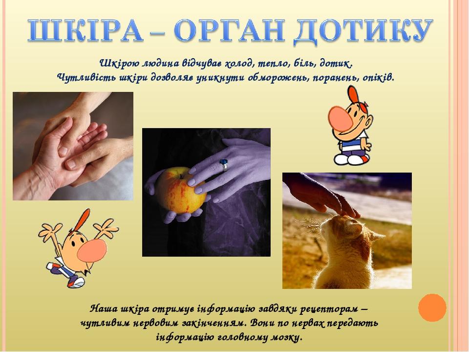 Шкірою людина відчуває холод, тепло, біль, дотик. Чутливість шкіри дозволяє уникнути обморожень, поранень, опіків. Наша шкіра отримує інформацію за...