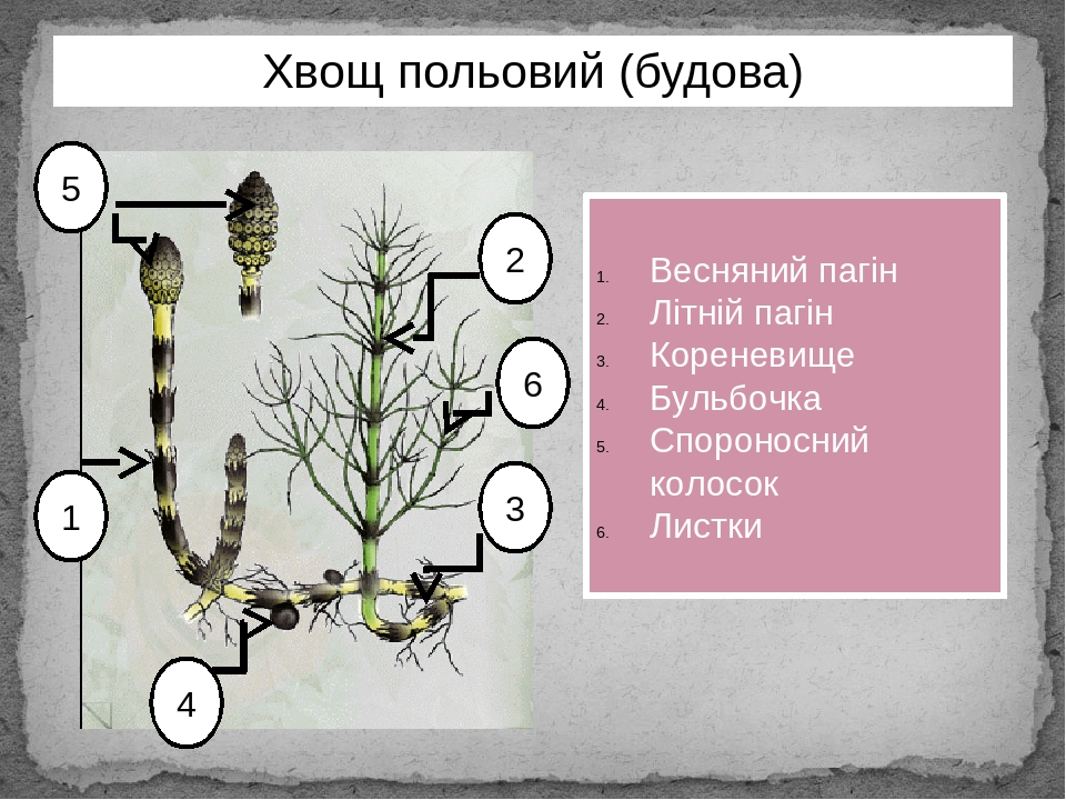 Жизненный цикл хвоща полевого схема