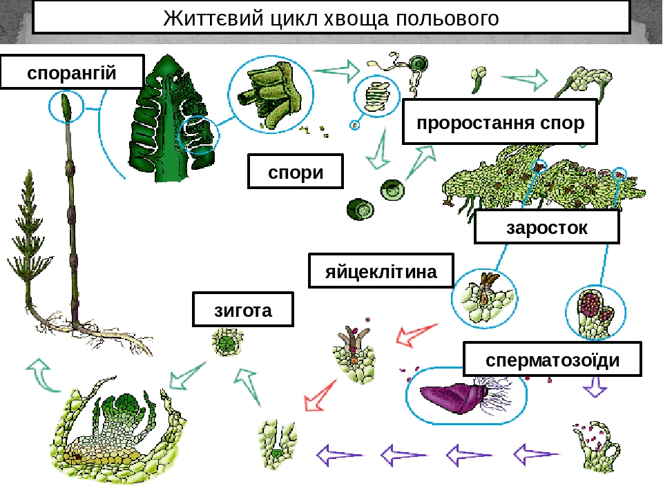 Рассмотрите схему жизненного цикла хвоща установите соответствие между характеристиками и стадиями