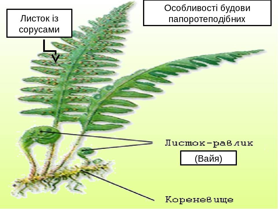 Окраска вайи папоротника. Строение вайи. Вайи папоротника рисунок. Вайя это в биологии. Вайя схема.