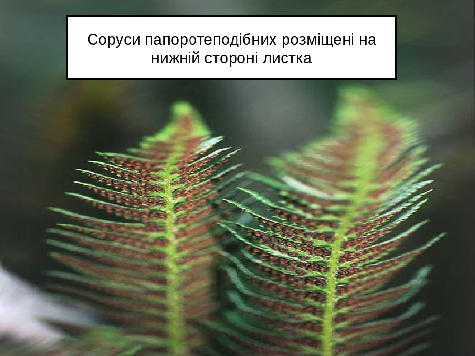 Відділ "Папоротеподібні"