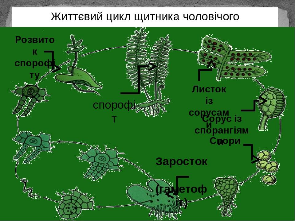 Папоротниковидные сорусы вайи и схема