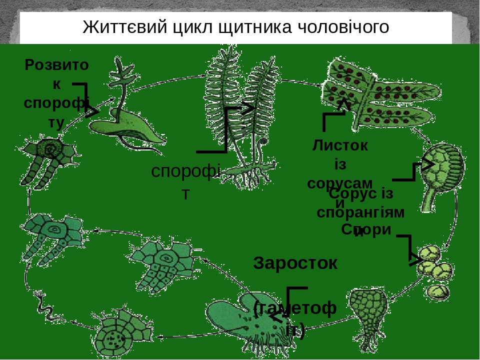 Какой тип развития характерен для клопа щитника линейчатого изображенного на рисунке