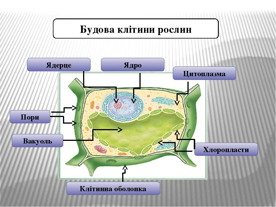 Презентація "Клітина рослин" | Презентація. Біологія