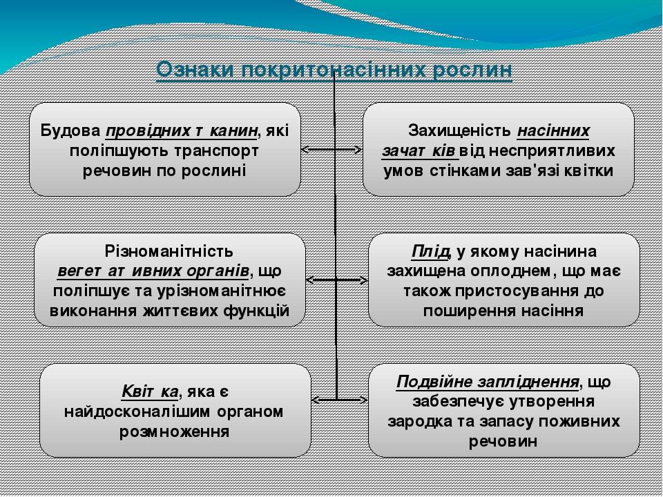 Ознаки покритонасінних рослин Будова провідних тканин, які поліпшують транспорт речовин по рослині Різноманітність вегетативних органів, що поліпшу...