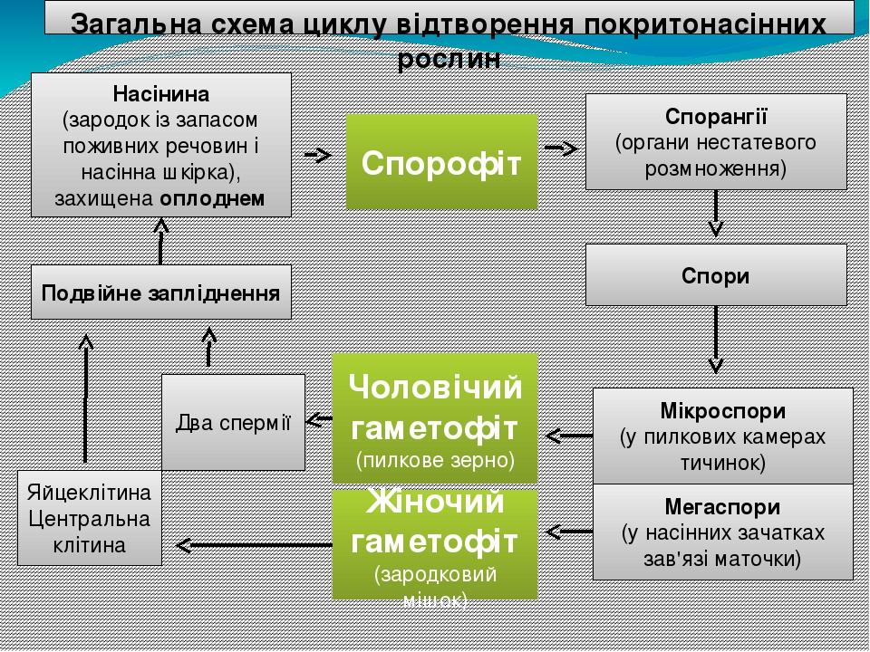 Загальна схема циклу відтворення покритонасінних рослин Насінина (зародок із запасом поживних речовин і насінна шкірка), захищена оплоднем Подвійне...