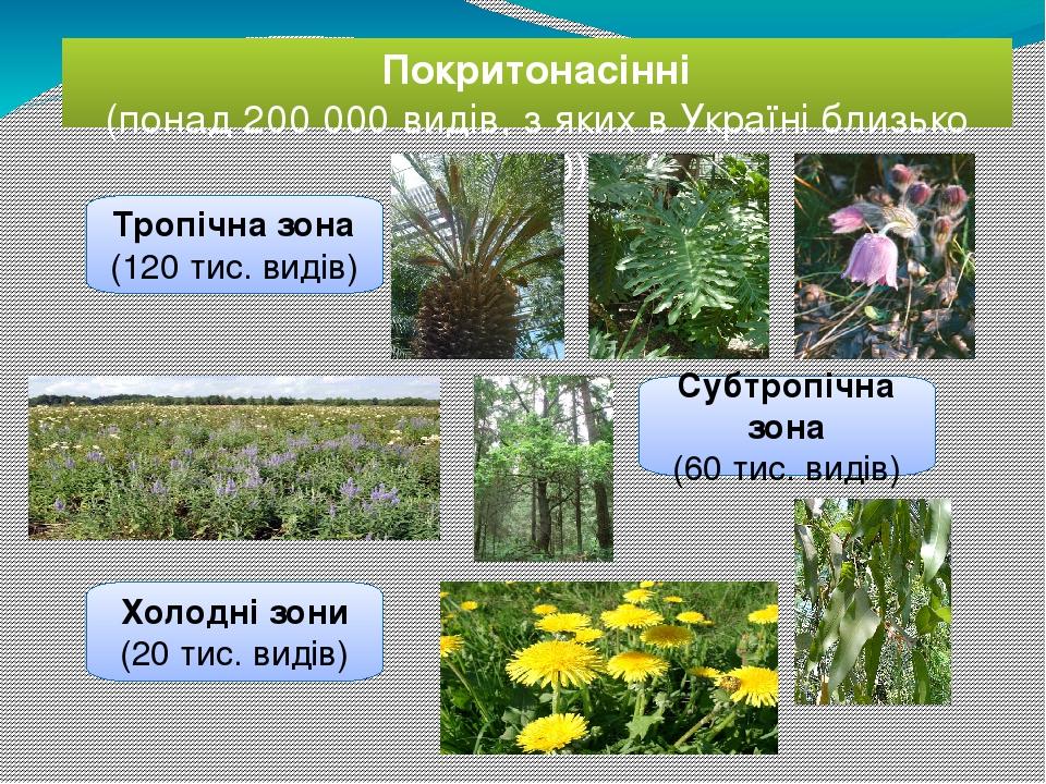 Покритонасінні (понад 200 000 видів, з яких в Україні близько 5000) Тропічна зона (120 тис. видів) Холодні зони (20 тис. видів) Субтропічна зона (6...
