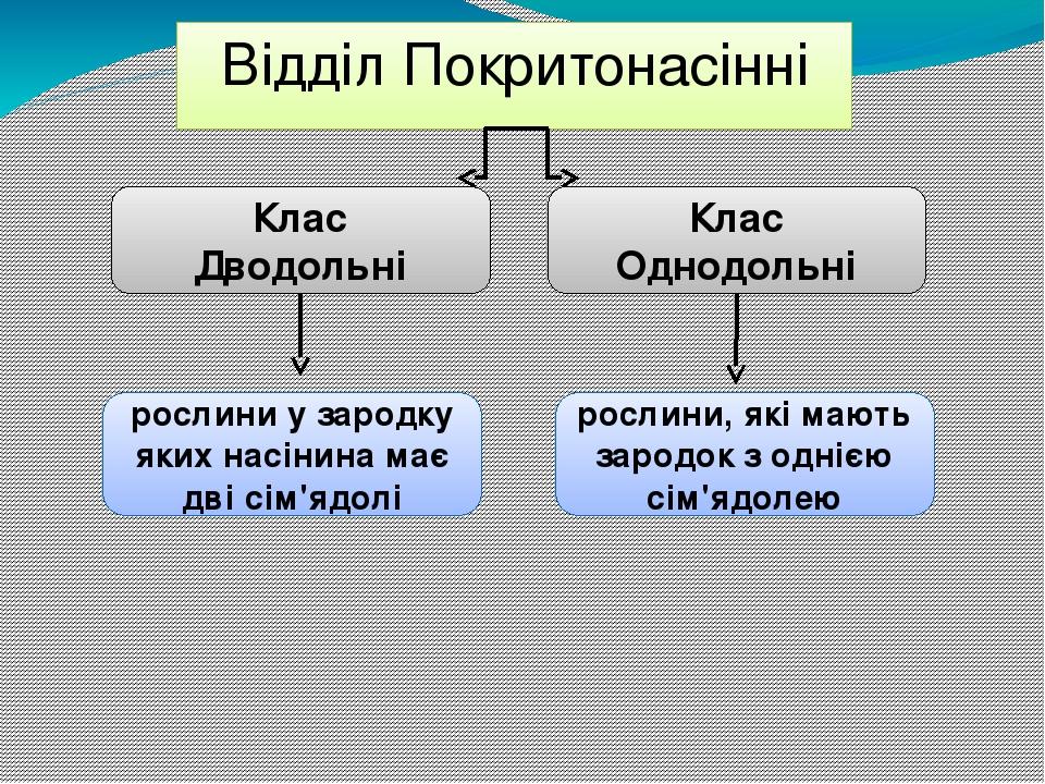 Відділ Покритонасінні Клас Дводольні рослини у зародку яких насінина має дві сім'ядолі Клас Однодольні рослини, які мають зародок з однією сім'ядолею