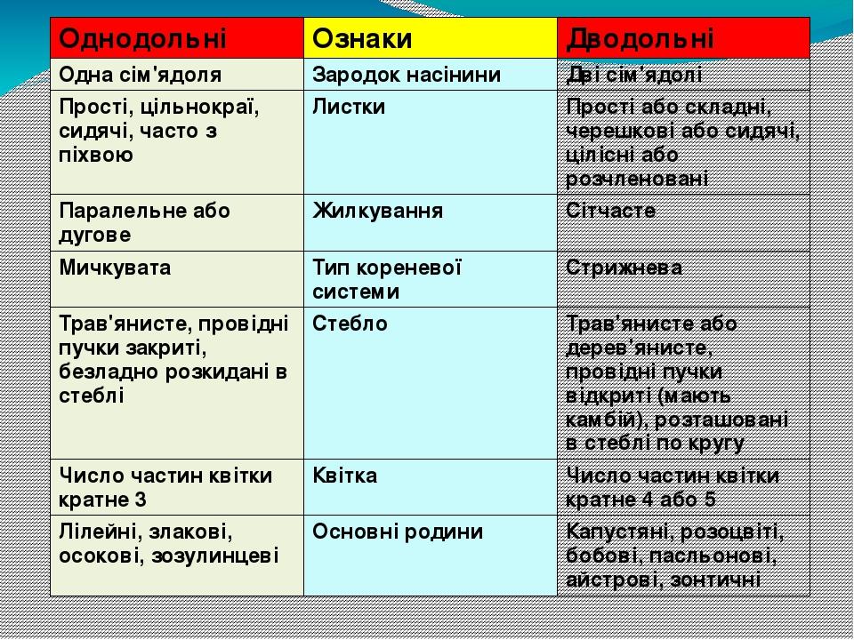 Однодольні Ознаки Дводольні Одна сім'ядоля Зародок насінини Дві сім'ядолі Прості,цільнокраї, сидячі, часто з піхвою Листки Прості або складні, чере...