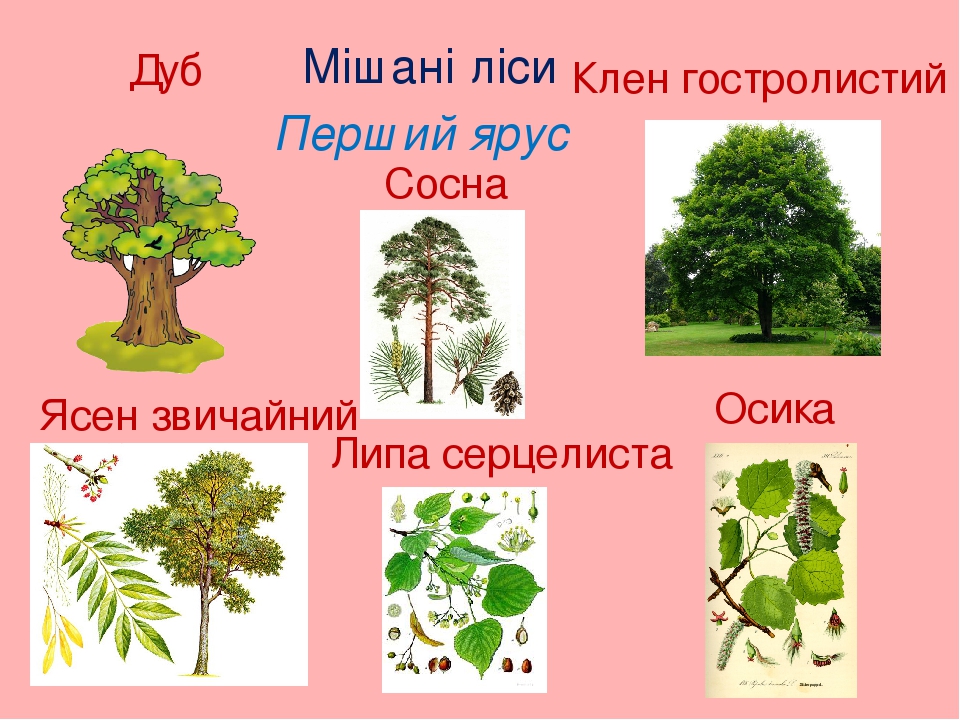 У дома рос клен схема предложения