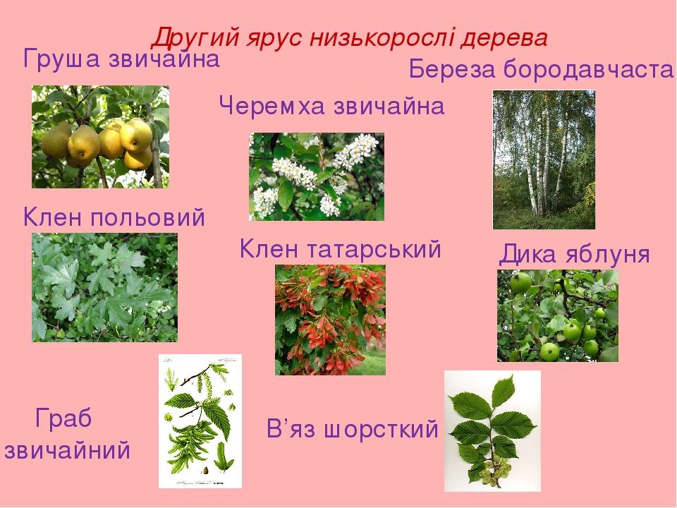 Другий ярус низькорослі дерева Груша звичайна Черемха звичайна Береза бородавчаста Клен польовий Клен татарський Дика яблуня Граб звичайний В’яз шо...