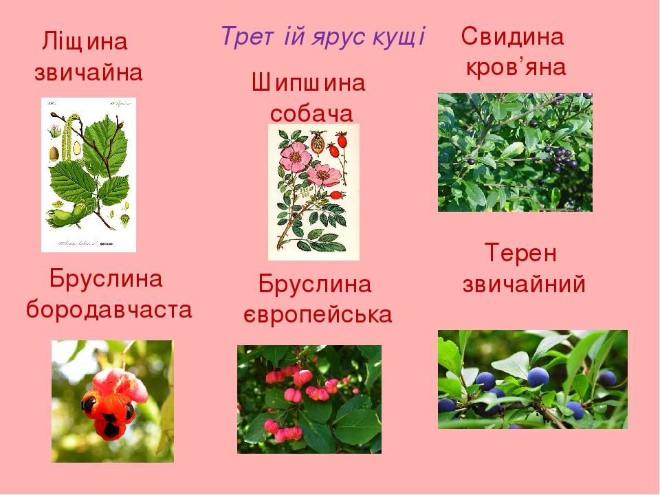 Третій ярус кущі Ліщина звичайна Шипшина собача Свидина кров’яна Бруслина бородавчаста Бруслина європейська Терен звичайний
