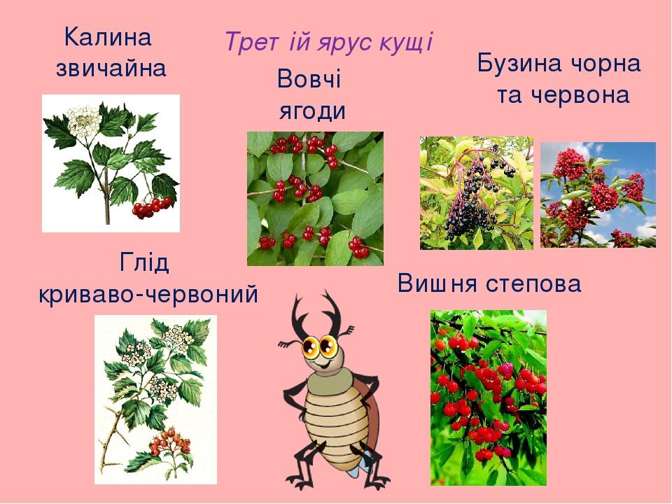 Калина звичайна Третій ярус кущі Вовчі ягоди Бузина чорна та червона Глід криваво-червоний Вишня степова