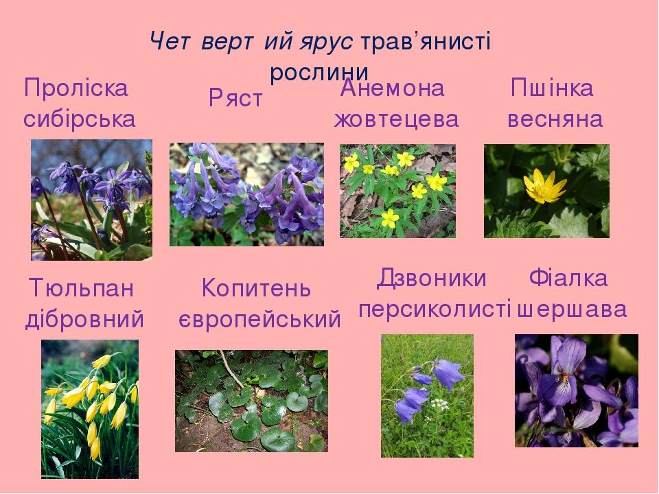 Четвертий ярус трав’янисті рослини Проліска сибірська Ряст Анемона жовтецева Пшінка весняна Тюльпан дібровний Копитень європейський Дзвоники персик...