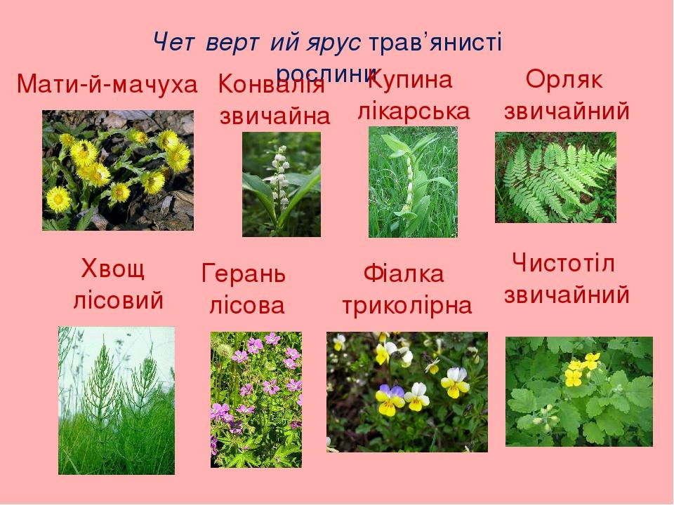 Четвертий ярус трав’янисті рослини Мати-й-мачуха Конвалія звичайна Купина лікарська Орляк звичайний Хвощ лісовий Герань лісова Фіалка триколірна Чи...