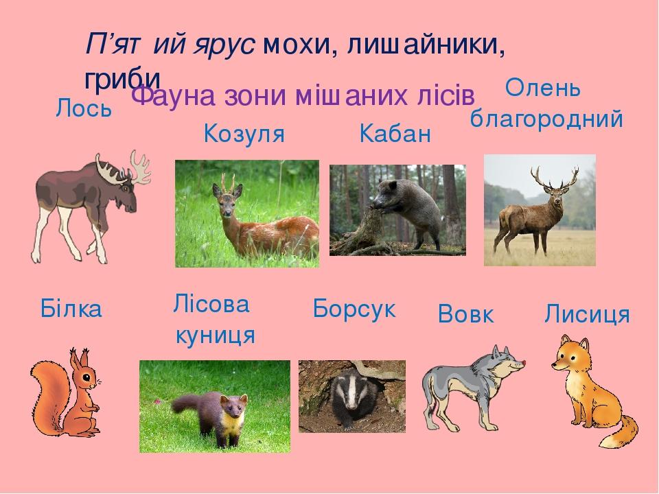П’ятий ярус мохи, лишайники, гриби Фауна зони мішаних лісів Лось Козуля Кабан Олень благородний Білка Лісова куниця Борсук Вовк Лисиця