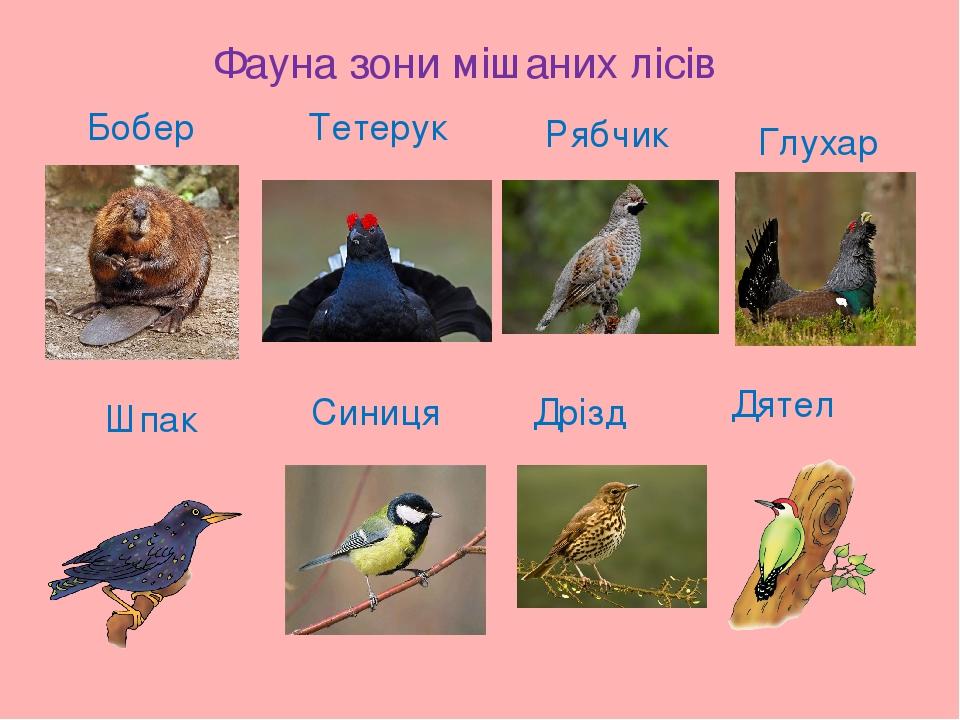 Фауна зони мішаних лісів Бобер Тетерук Рябчик Глухар Шпак Синиця Дрізд Дятел