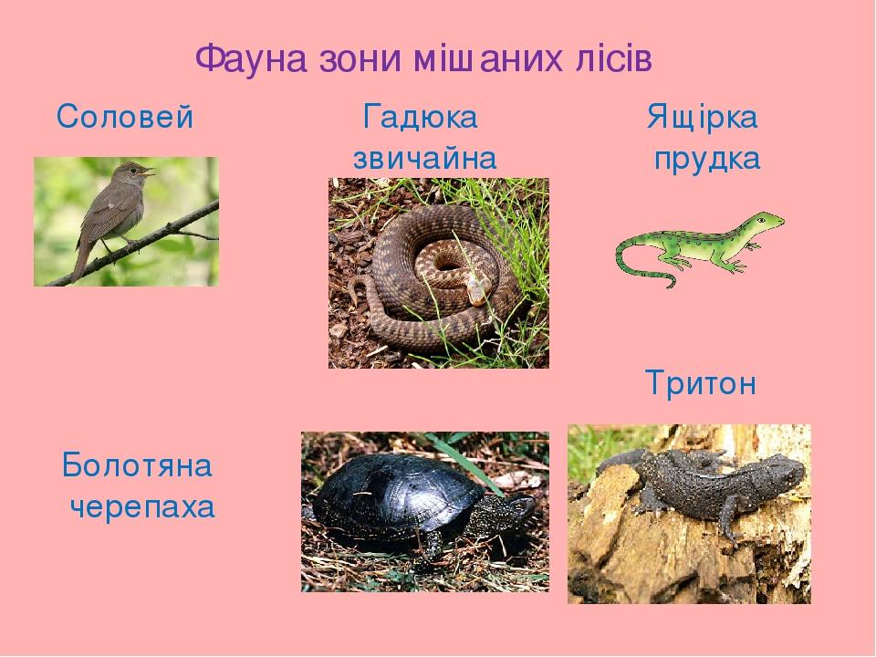 Фауна зони мішаних лісів Соловей Гадюка звичайна Ящірка прудка Болотяна черепаха Тритон