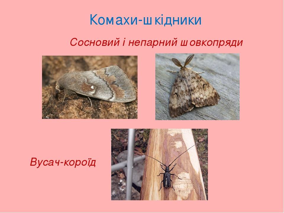 Комахи-шкідники Сосновий і непарний шовкопряди Вусач-короїд