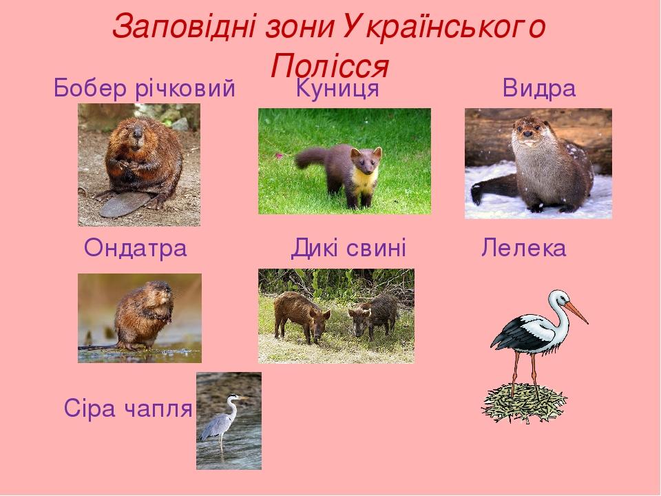 Заповідні зони Українського Полісся Бобер річковий Куниця Видра Ондатра Дикі свині Лелека Сіра чапля