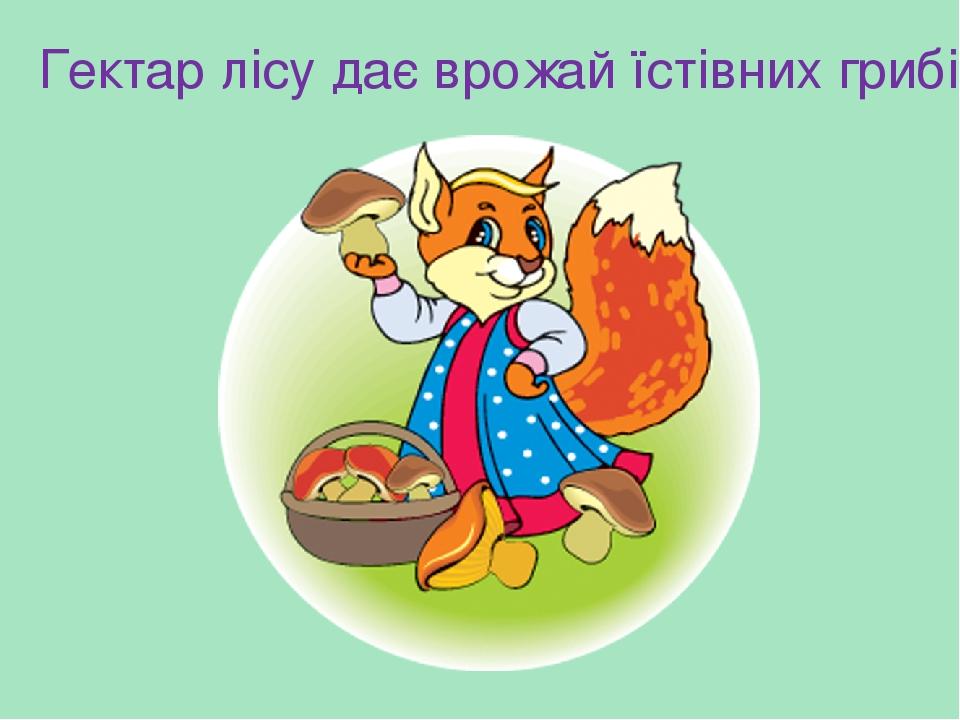 Гектар лісу дає врожай їстівних грибів