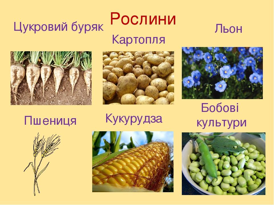 Цукровий буряк Рослини Картопля Льон Пшениця Кукурудза Бобові культури
