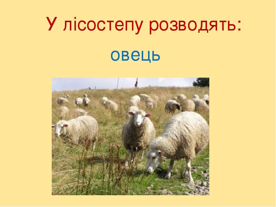 У лісостепу розводять: овець