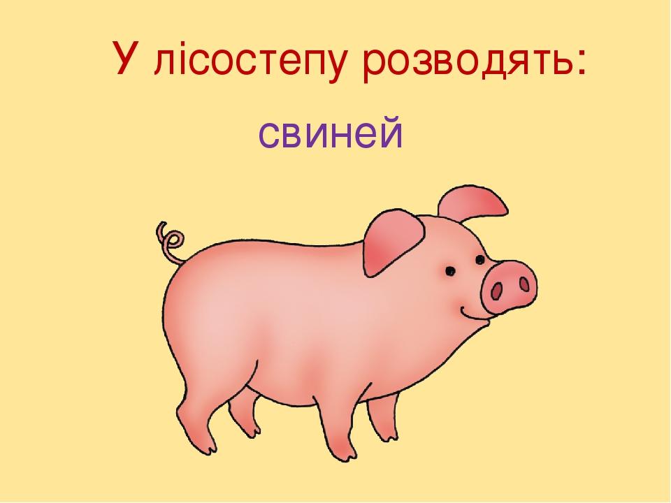У лісостепу розводять: свиней